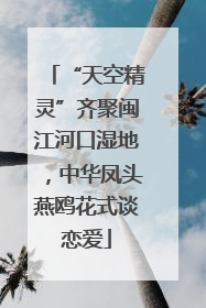 “天空精灵”齐聚闽江河口湿地，中华凤头燕鸥花式谈恋爱