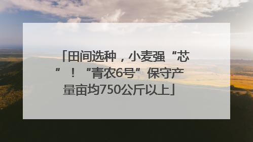 田间选种，小麦强“芯”！“青农6号”保守产量亩均750公斤以上