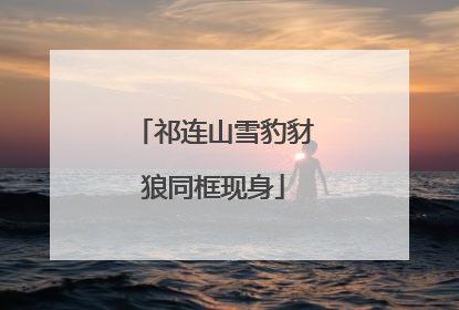 祁连山雪豹豺狼同框现身