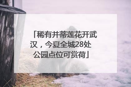 稀有并蒂莲花开武汉，今夏全城28处公园点位可赏荷