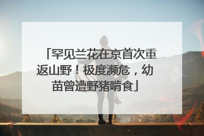 罕见兰花在京首次重返山野！极度濒危，幼苗曾遭野猪啃食