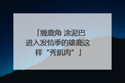 缠鹿角 涂泥巴 进入发情季的雄鹿这样“秀肌肉”