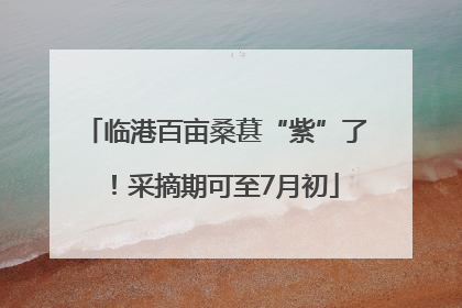 临港百亩桑葚“紫”了！采摘期可至7月初
