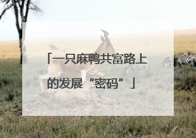 一只麻鸭共富路上的发展“密码”