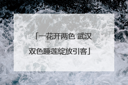 一花开两色 武汉双色睡莲绽放引客