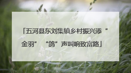 五河县东刘集镇乡村振兴添“金羽” “鸽”声叫响致富路