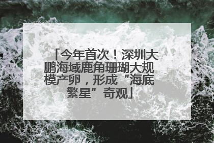 今年首次！深圳大鹏海域鹿角珊瑚大规模产卵，形成“海底繁星”奇观