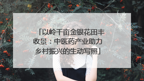 以岭千亩金银花田丰收景：中医药产业助力乡村振兴的生动写照