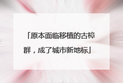 原本面临移植的古樟群，成了城市新地标