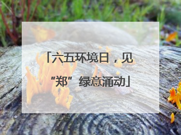 六五环境日，见“郑”绿意涌动