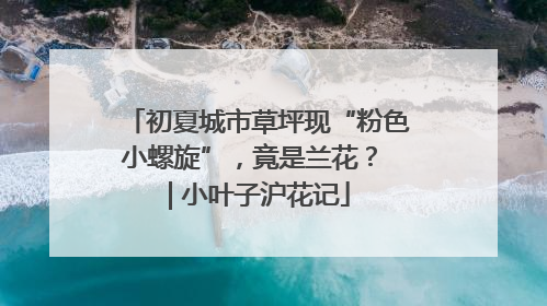 初夏城市草坪现“粉色小螺旋”，竟是兰花？ | 小叶子沪花记