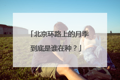 北京环路上的月季到底是谁在种？