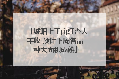 城阳上千亩红杏大丰收 预计下周各品种大面积成熟