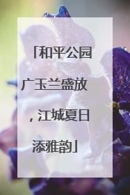 和平公园广玉兰盛放，江城夏日添雅韵