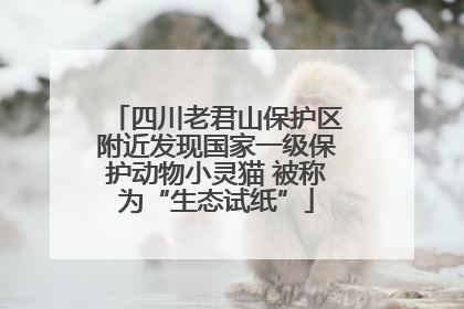 四川老君山保护区附近发现国家一级保护动物小灵猫 被称为“生态试纸”