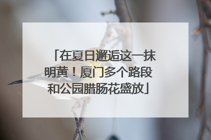 在夏日邂逅这一抹明黄！厦门多个路段和公园腊肠花盛放