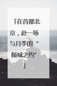 在首都北京，赴一场与月季的“倾城之约”