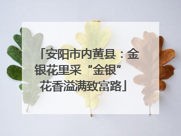 安阳市内黄县：金银花里采“金银” 花香溢满致富路