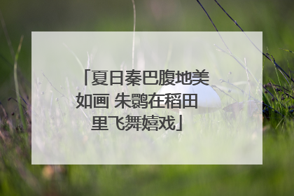 夏日秦巴腹地美如画 朱鹮在稻田里飞舞嬉戏