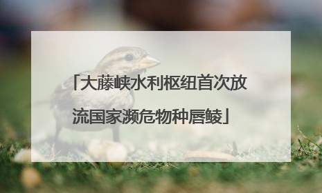 大藤峡水利枢纽首次放流国家濒危物种唇鲮