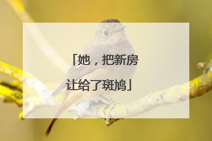她，把新房让给了斑鸠