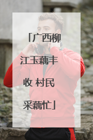 广西柳江玉藕丰收 村民采藕忙