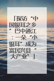 探访“中国银耳之乡”巴中通江：一朵“小银耳”成为富民兴县“大产业”