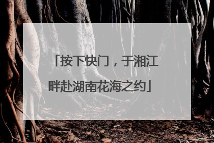 按下快门，于湘江畔赴湖南花海之约