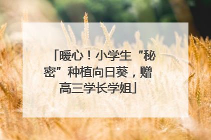 暖心！小学生“秘密”种植向日葵，赠高三学长学姐