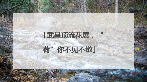 武昌顶流花展，“荷”你不见不散