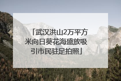 武汉洪山2万平方米向日葵花海盛放吸引市民驻足拍照