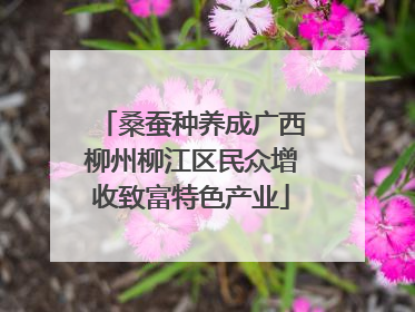 桑蚕种养成广西柳州柳江区民众增收致富特色产业