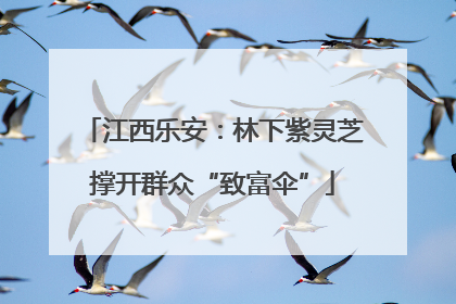 江西乐安：林下紫灵芝撑开群众“致富伞”