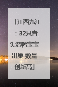 江西九江：32只青头潜鸭宝宝出巢 数量创新高