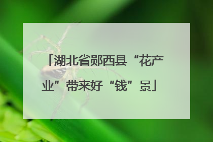 湖北省郧西县“花产业”带来好“钱”景