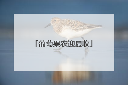 葡萄果农迎夏收