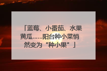 蓝莓、小番茄、水果黄瓜……阳台种小菜悄然变为“种小果”