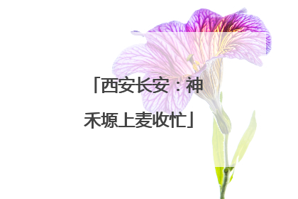 西安长安：神禾塬上麦收忙
