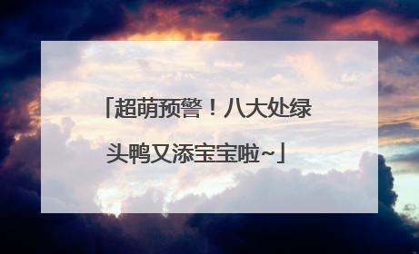 超萌预警！八大处绿头鸭又添宝宝啦~