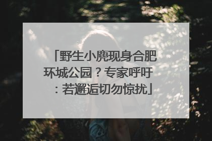 野生小麂现身合肥环城公园？专家呼吁：若邂逅切勿惊扰