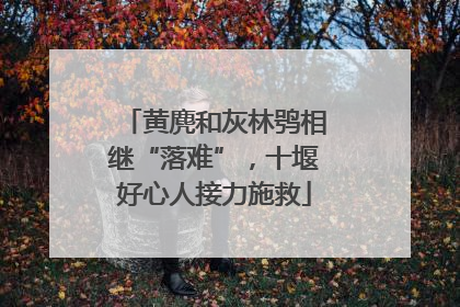 黄麂和灰林鸮相继“落难”，十堰好心人接力施救