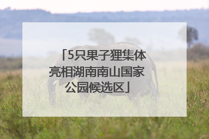 5只果子狸集体亮相湖南南山国家公园候选区